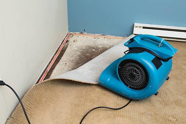 Best Basement water damage restoration  in Cloverly, MD